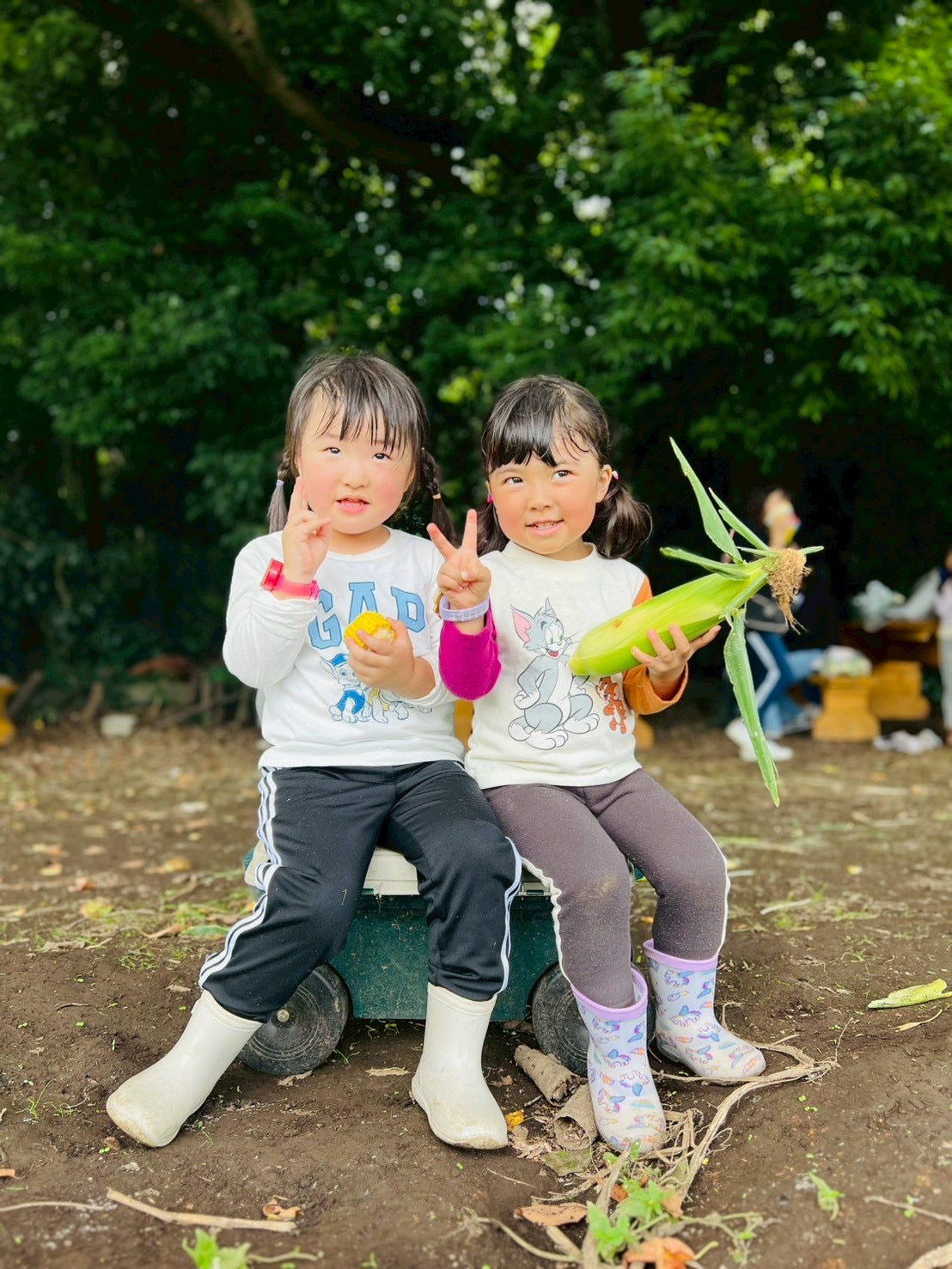 生とうもろこし収穫体験 2026