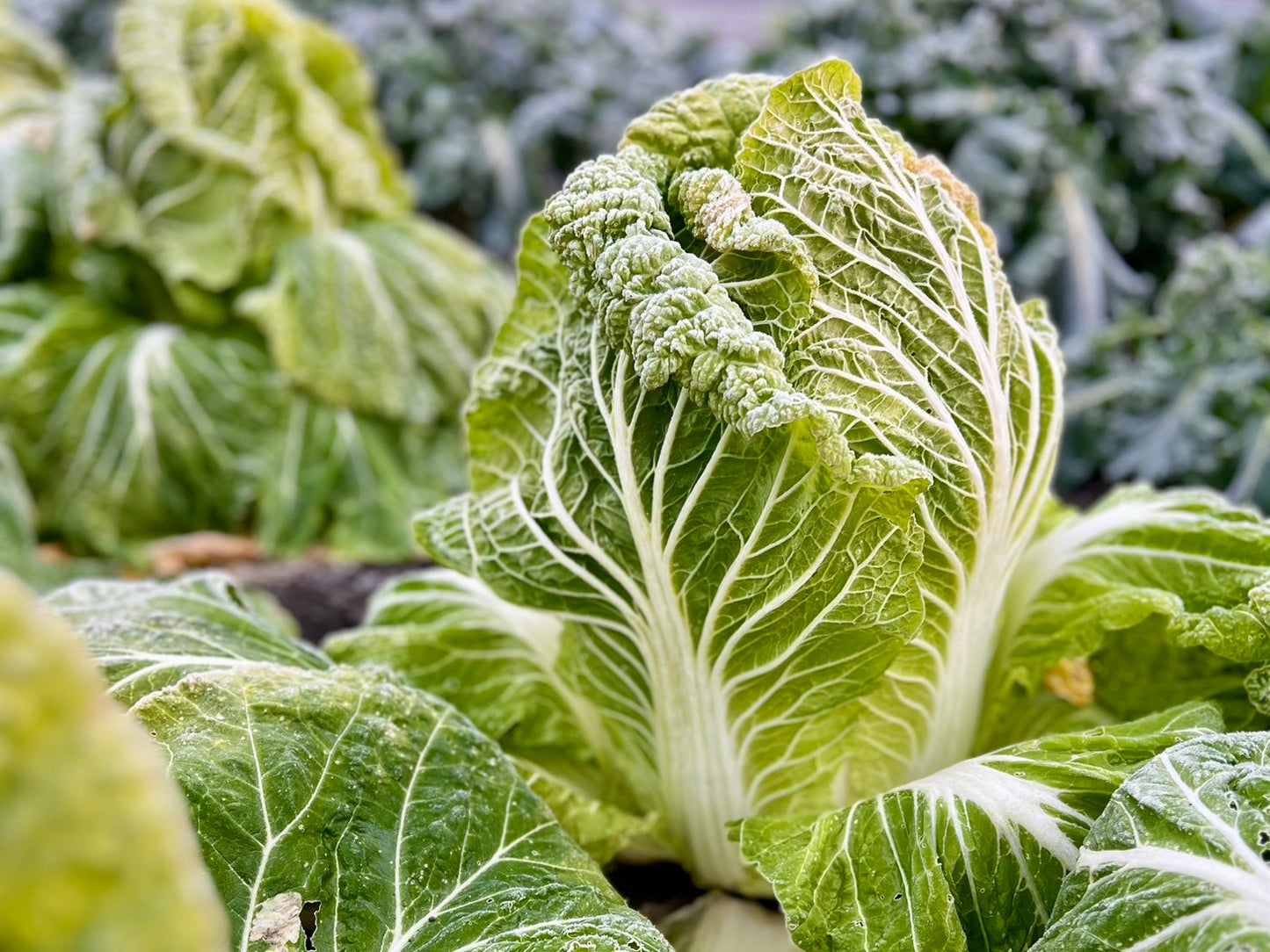 UB「ワタ鍋(ナベ)セット 2026」(30箱限定)