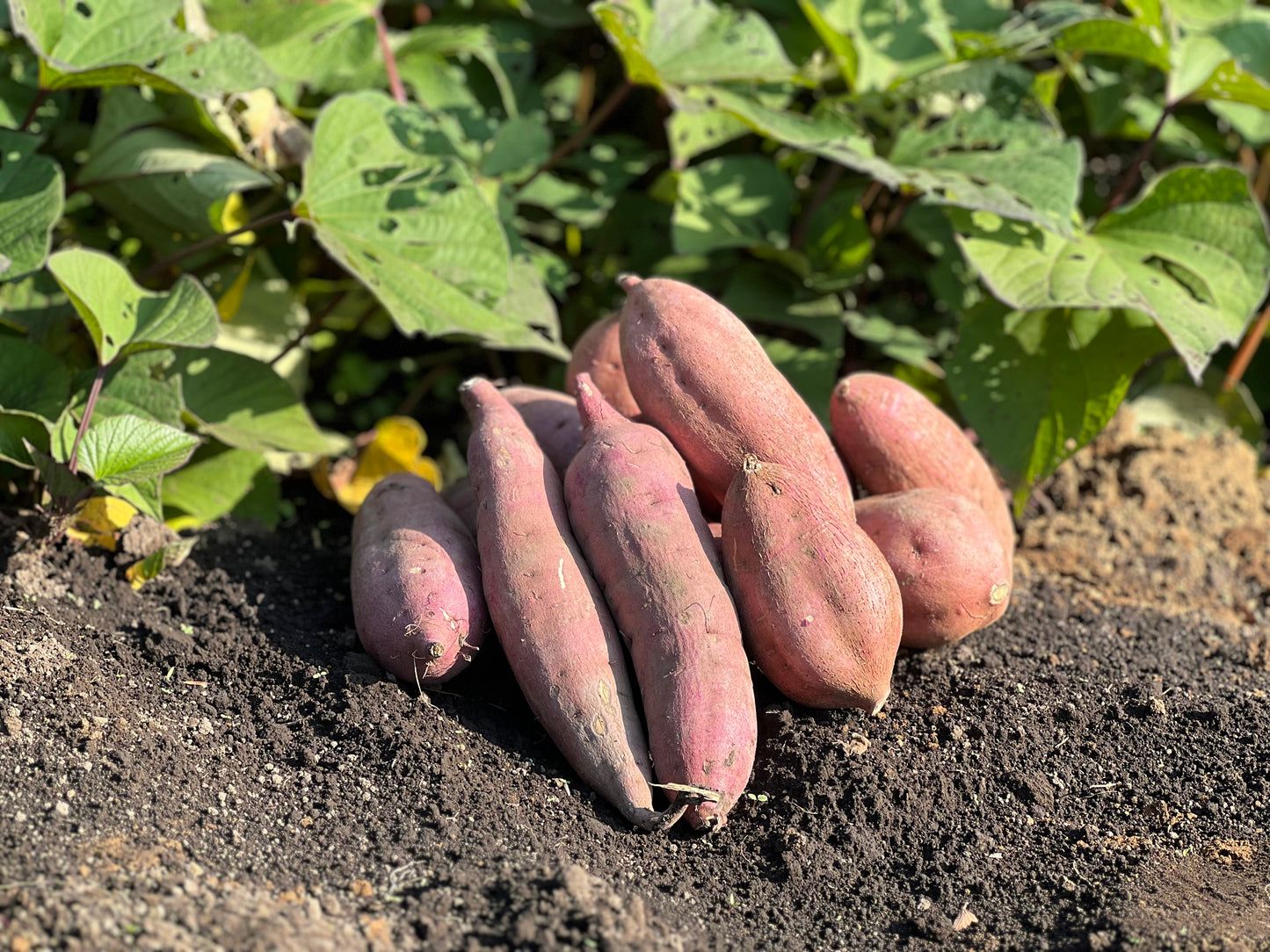 熟成さつまいも食べ比べボックス3kg【20箱限定】
