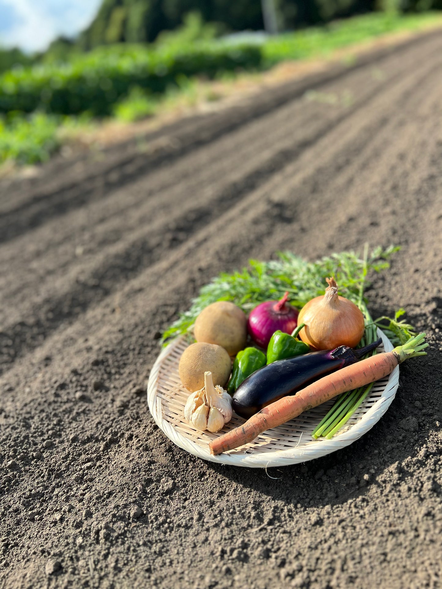 夏野菜ボックス【限定30箱】