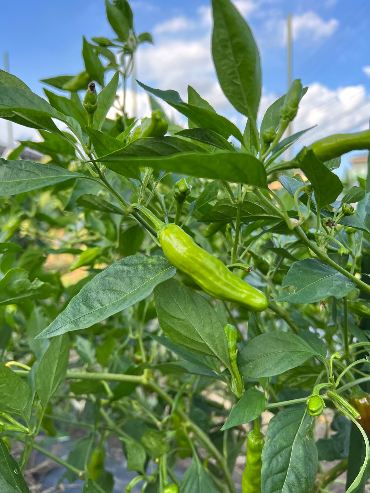 夏野菜ボックス【限定30箱】