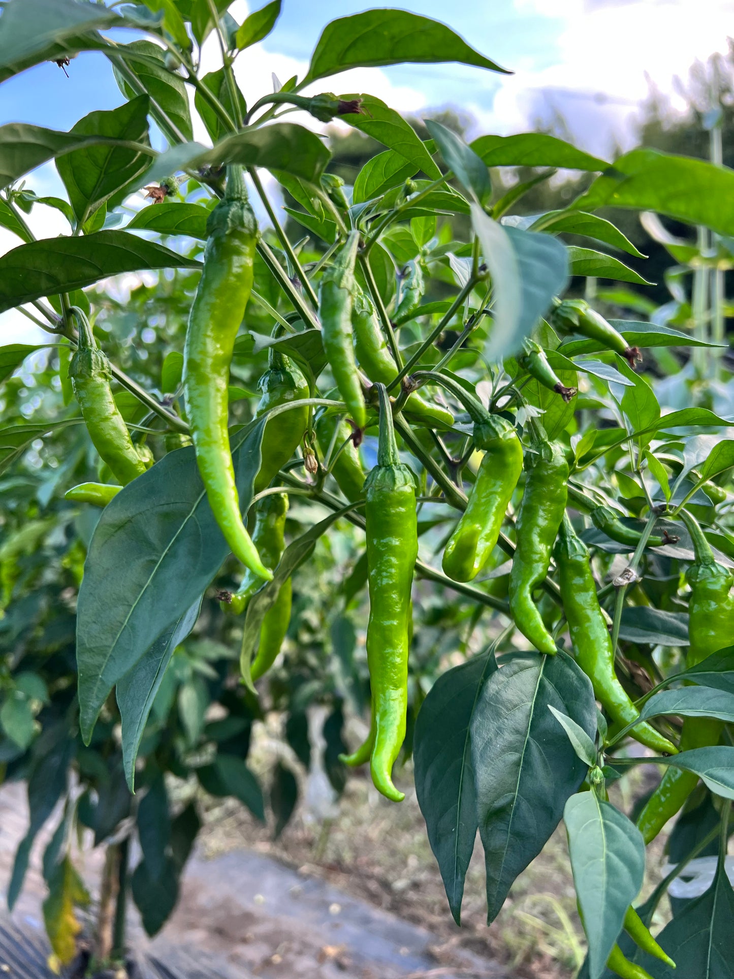 夏野菜ボックス【限定30箱】