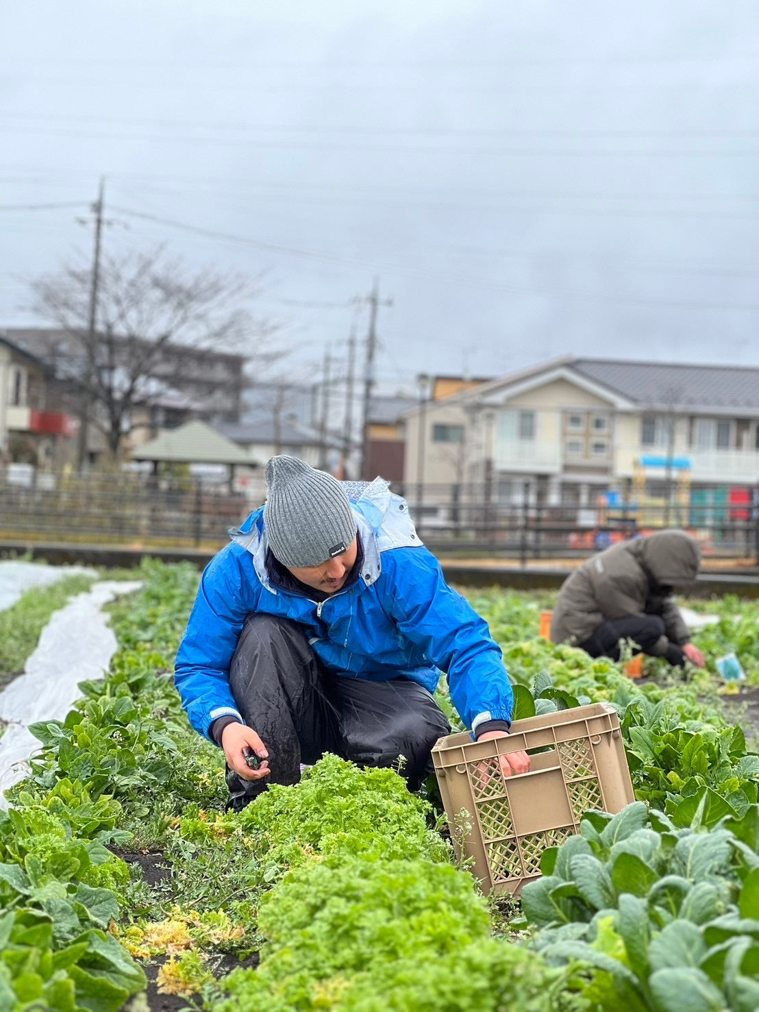 ※継続者用新規購入不可 UB野菜ボックス定期便【3,000円】(限定30箱)