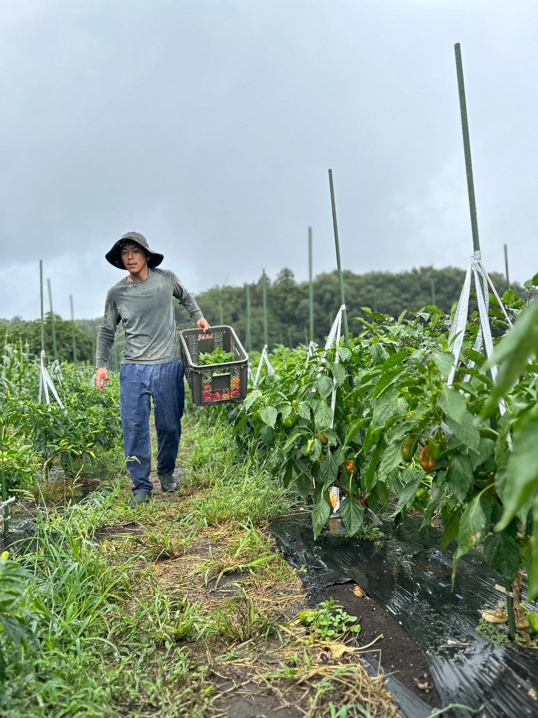 3,300円ボックス(限定30箱)