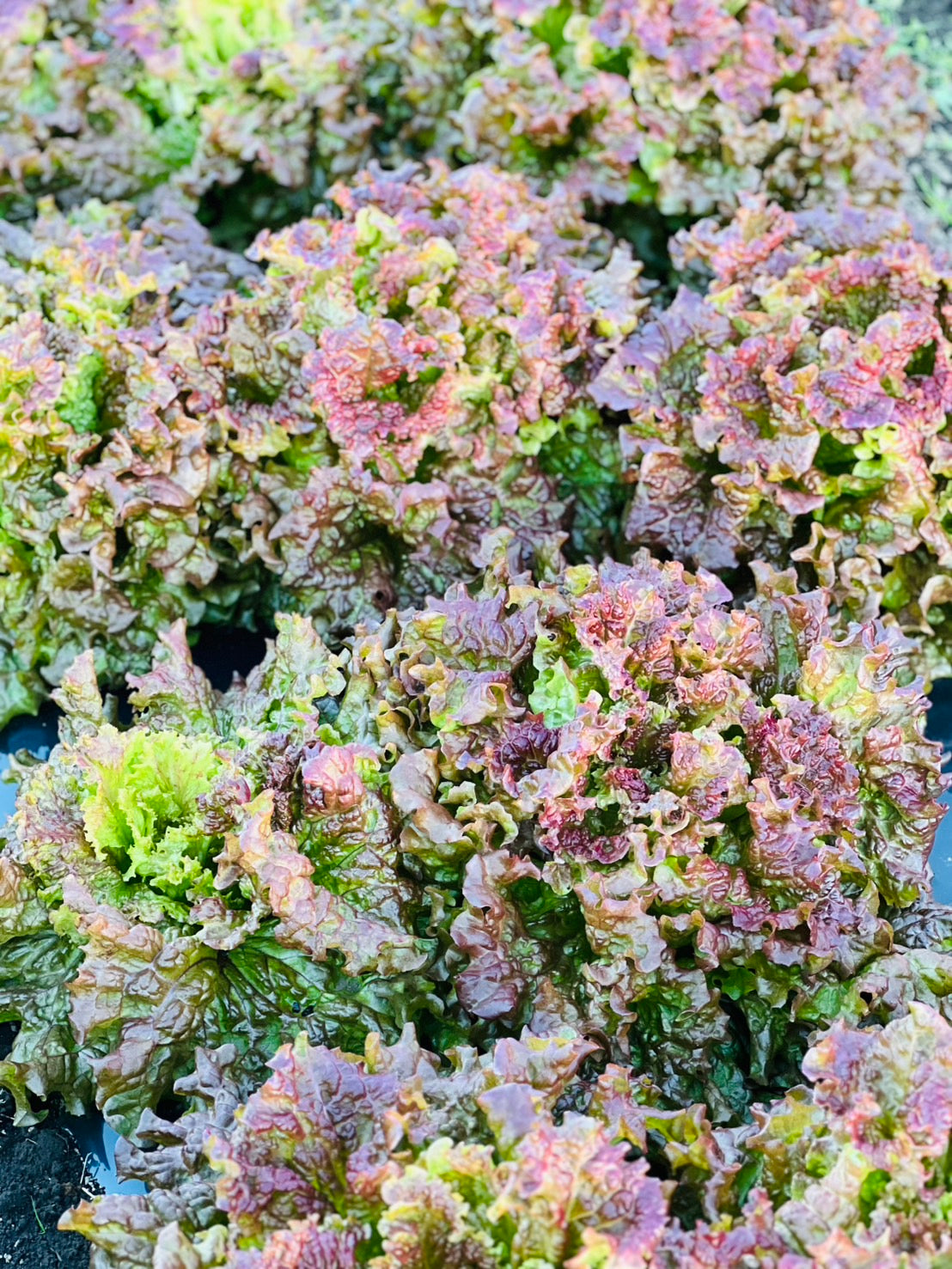 UB 4周年イベント