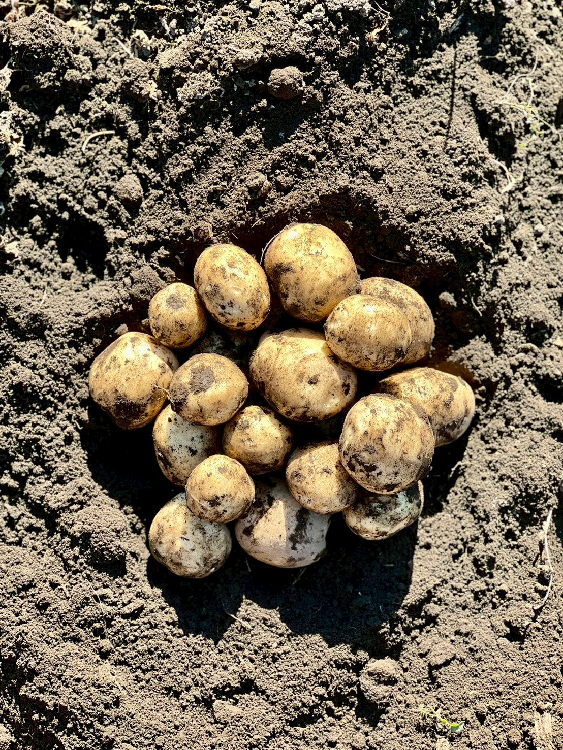 秋じゃがいも収穫体験 2025