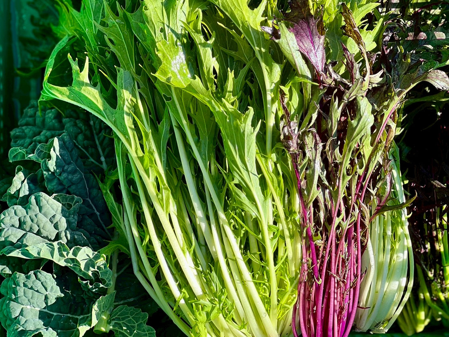 UB「ワタ鍋（ナベ）セット 2026」（30箱限定）