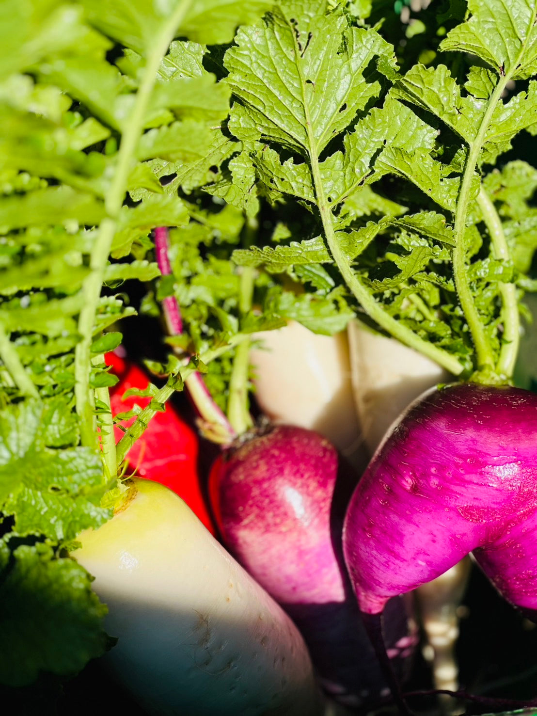 UB「ワタ鍋（ナベ）セット 2026」（30箱限定）