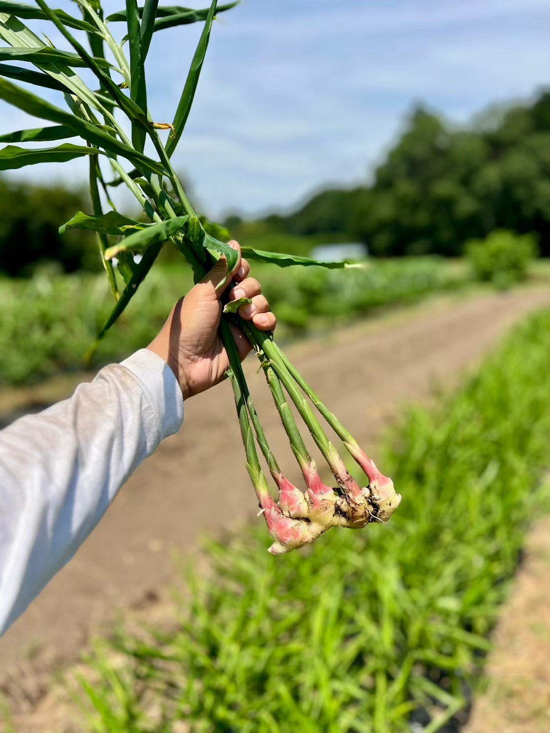 旬の野菜ボックス「夏」