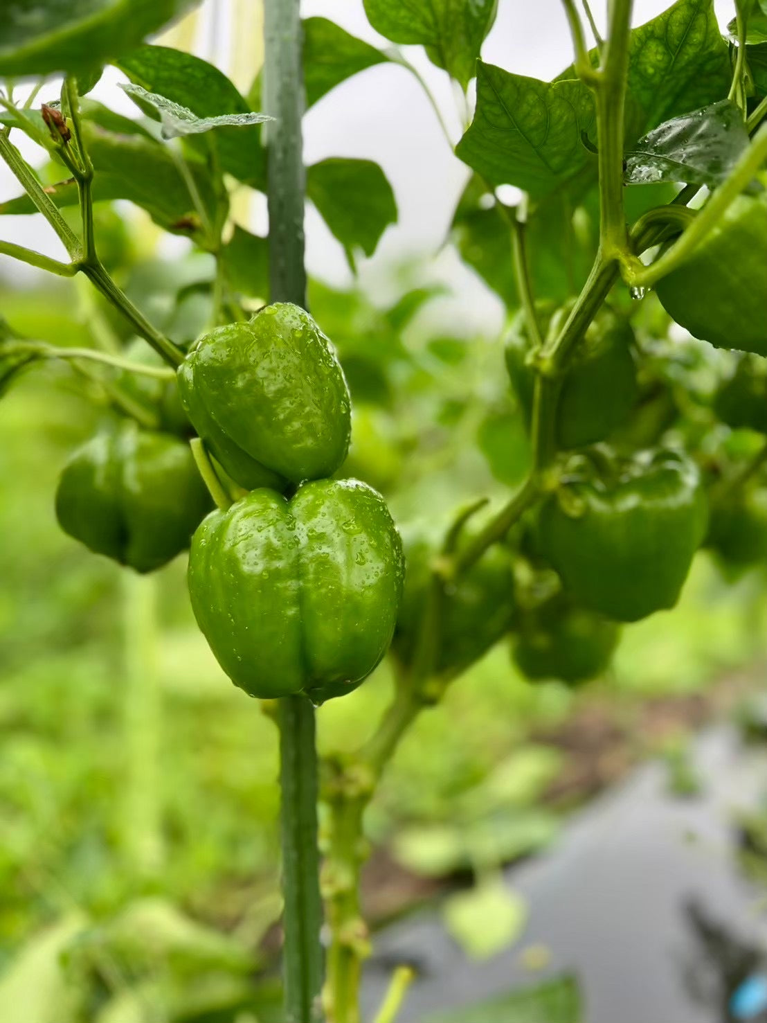 旬の野菜ボックス「夏」
