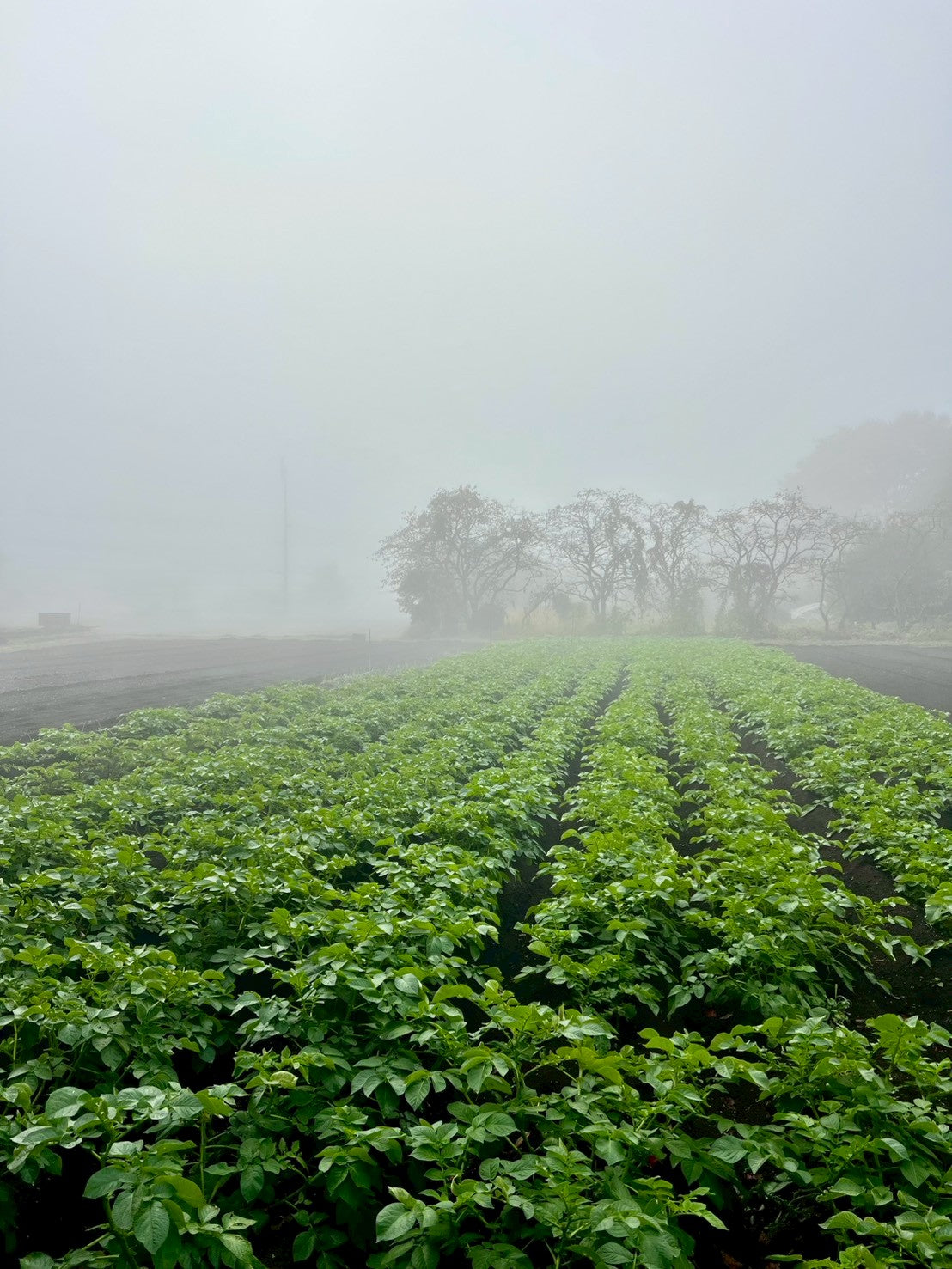 秋じゃがいも収穫体験 2025