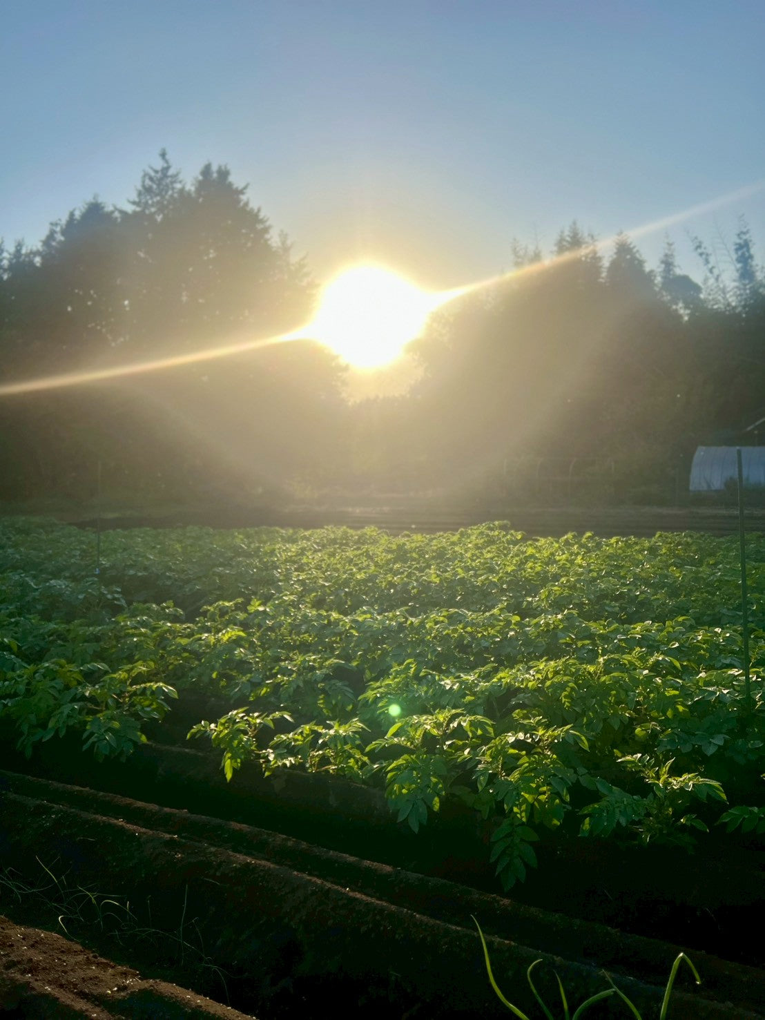 秋じゃがいも収穫体験 2025