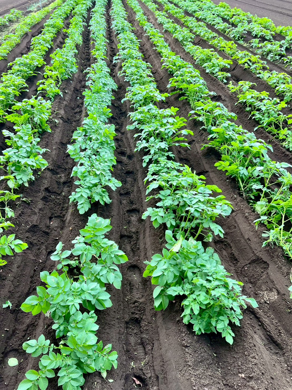 秋じゃがいも収穫体験 2025