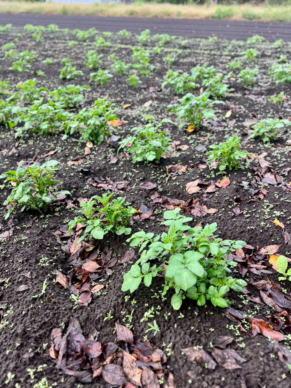 秋じゃがいも収穫体験 2025