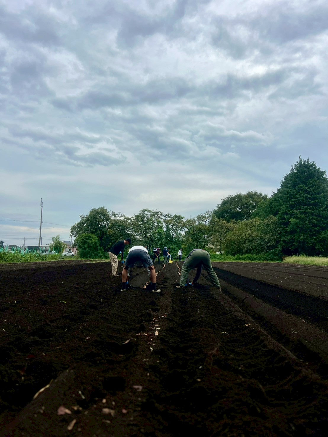 秋じゃがいも収穫体験 2025