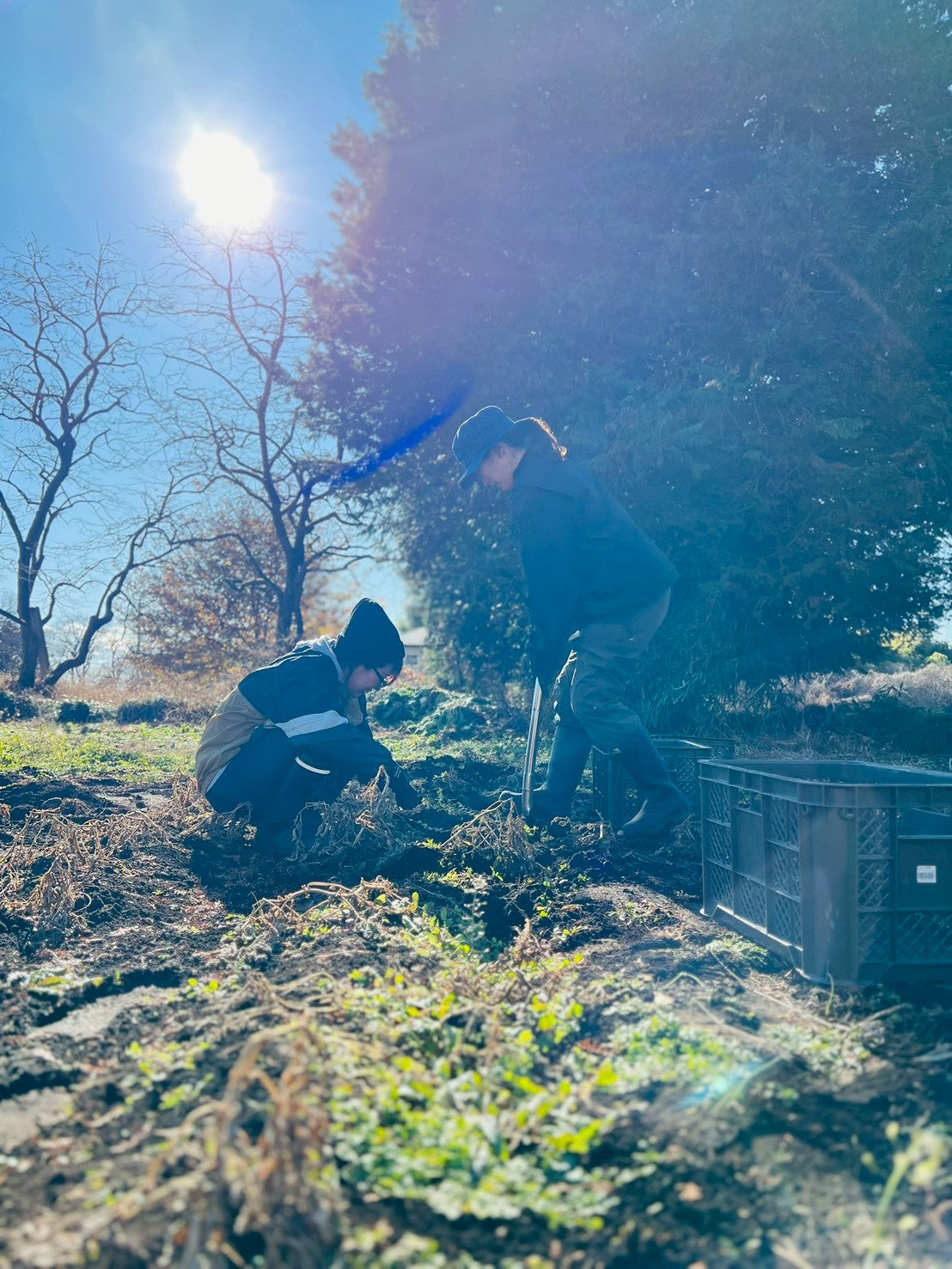 秋じゃがいも収穫体験 2025